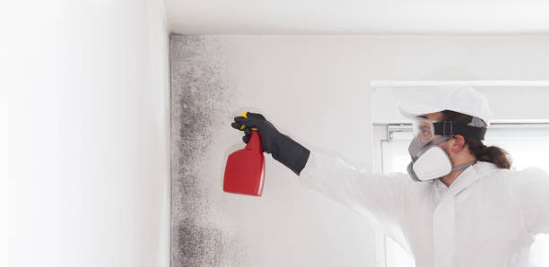 Trusted West Kennebunk, ME Mold Removal Experts