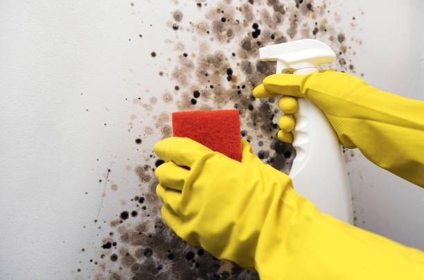 Best Certified Mold Removal  in West Kennebunk, ME