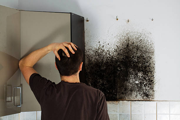 Best Black Mold Removal  in West Kennebunk, ME