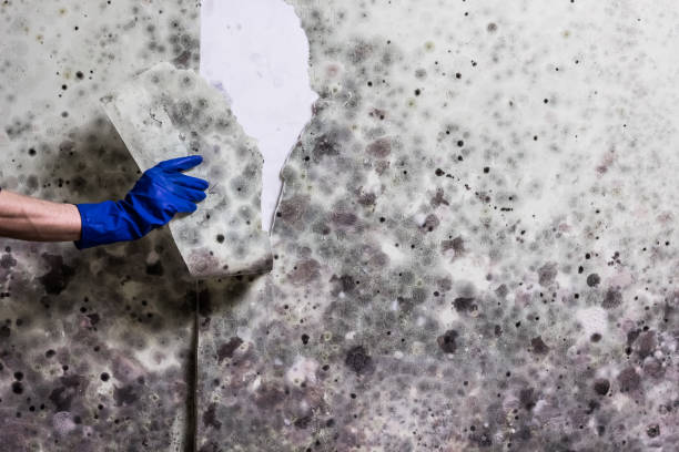 Best Commercial Mold Removal  in West Kennebunk, ME